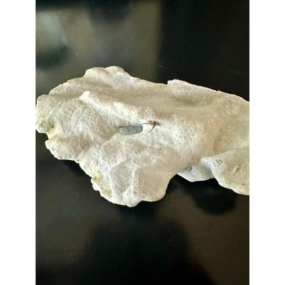 Natural San Blas Beach-Collected Coral Souvenir Caribbean Coastal Home Decor - Picture 3 of 12